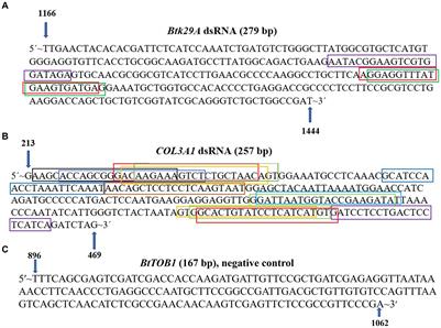 Effect of silencing Thrips palmi Btk29A and COL3A1 on fitness and virus acquisition